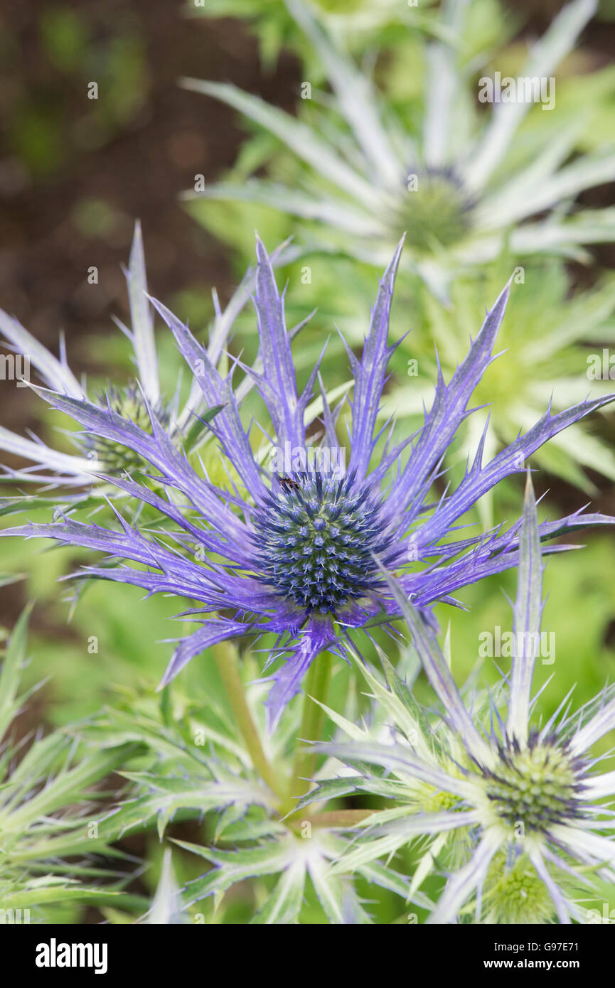 Eryngium 'Disporre Cottage ibrido'. Mare Holly Foto Stock