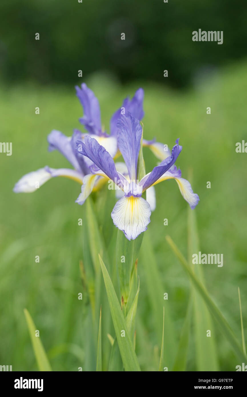 Olandese Iris. Iris hollandica 'Blue lassie' fiori Foto Stock