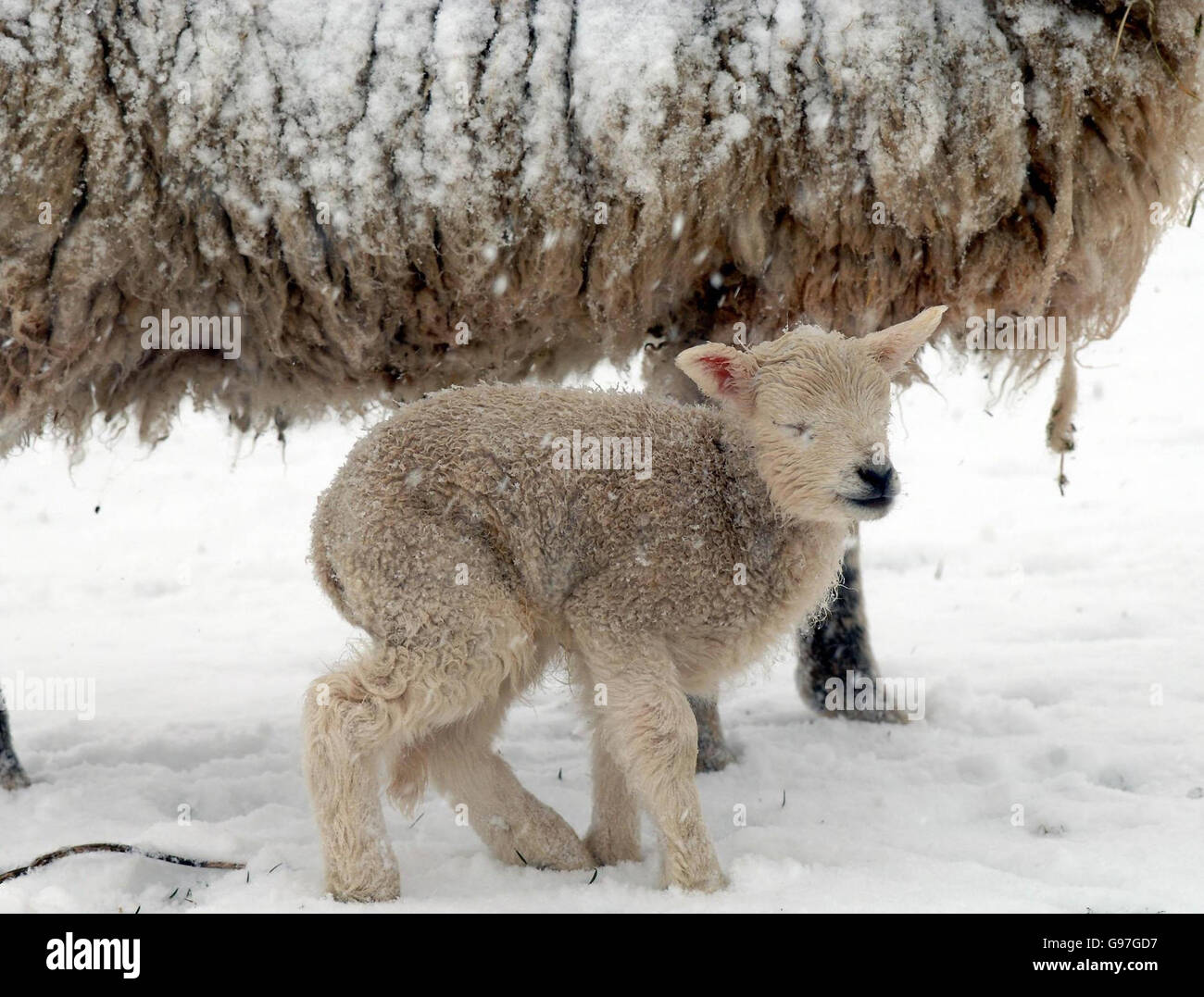 Di fronte ad un inizio di primavera tetro, un agnello in un campo con la sua madre, vicino Penrith in Cumbria Domenica 12 2006 marzo, in una bizzarda come le nevicate pesanti continuano in molte parti del paese. Vedi la storia del PA WEATHER Snow. PREMERE ASSOCIAZIONE foto. Il credito fotografico dovrebbe essere: John Giles/PA Foto Stock