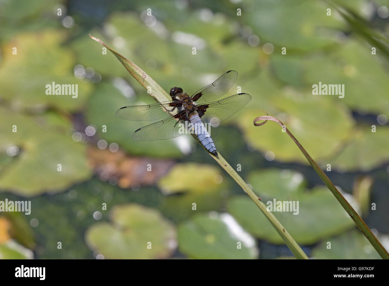 Ampio maschio corposo chaser dragonfly REGNO UNITO Foto Stock