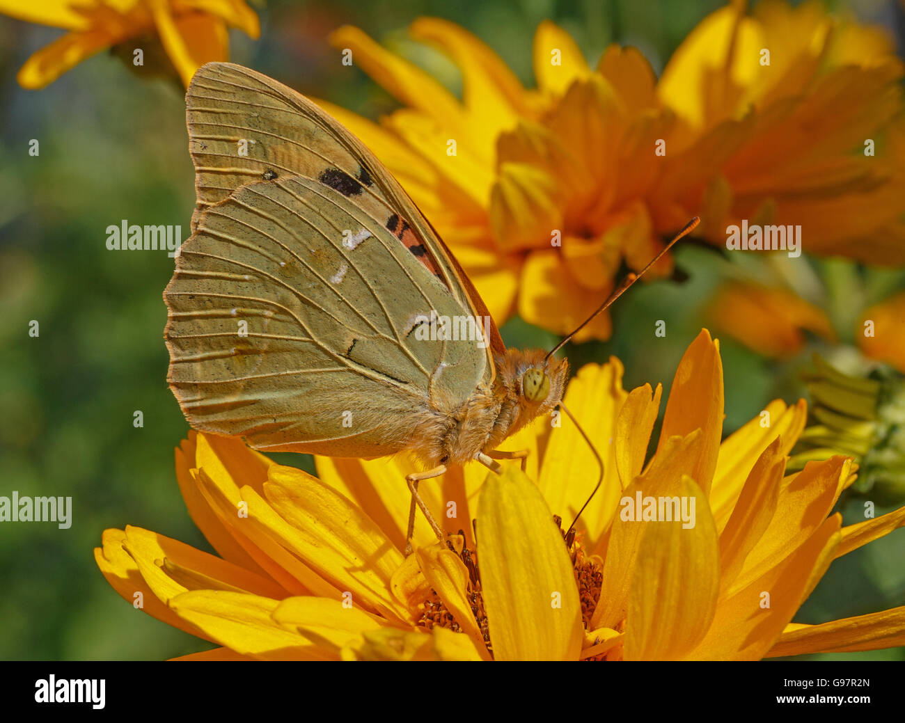 Close up del Cardinale farfalla su fiore giallo Foto Stock