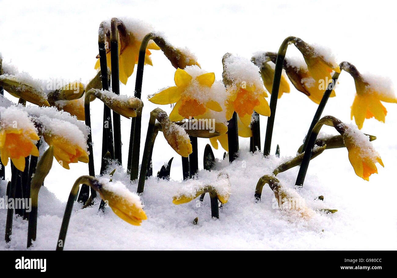I narcisi raggiungono la neve a Richmond, North Yorkshire, martedì 14 marzo 2006, quando l'inverno è tornato in gran parte del paese. PREMERE ASSOCIAZIONE foto. Il credito fotografico dovrebbe essere: John Giles/PA. Foto Stock
