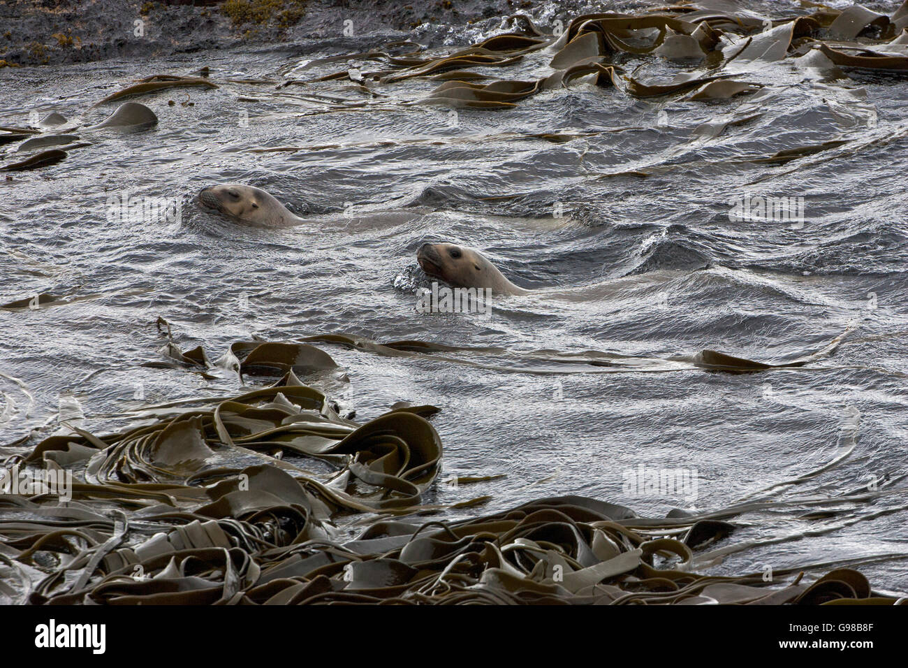 Southern Sea Lion Otaria flavescens femmine nuoto off shore più deprimente Island Isole Falkland Foto Stock