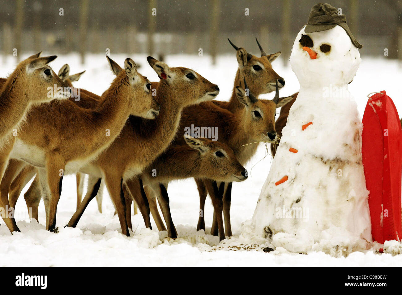 I cervi Lechwe sono confrontati da uno snowman costruito dal personale al Blair Drummond Safari Park vicino a Stirling, lunedì 13 marzo 2006, quando l'inverno ritorna in gran parte del paese. Vedere PA storia METEO neve. PREMERE ASSOCIAZIONE foto. Il credito fotografico dovrebbe essere: Andrew Milligan/PA. Foto Stock