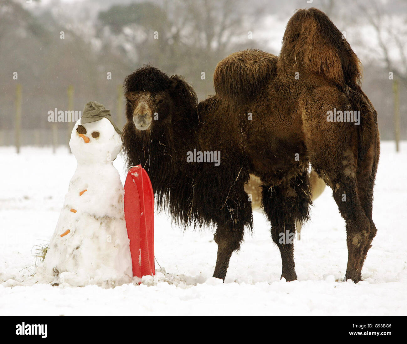 Un cammello è messo a confronto da uno snowman costruito dal personale al Blair Drummond Safari Park vicino Stirling, Lunedi 13 marzo 2006, quando l'inverno ritorna in gran parte del paese. Vedere PA storia METEO neve. PREMERE ASSOCIAZIONE foto. Il credito fotografico dovrebbe essere: Andrew Milligan/PA. Foto Stock