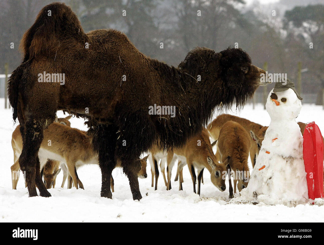 Un cammello affronta un pupazzo di neve costruito dal personale al Blair Drummond Safari Park vicino Stirling, Lunedi 13 marzo 2006, quando l'inverno ritorna in gran parte del paese. Vedere PA storia METEO neve. PREMERE ASSOCIAZIONE foto. Il credito fotografico dovrebbe essere: Andrew Milligan/PA. Foto Stock