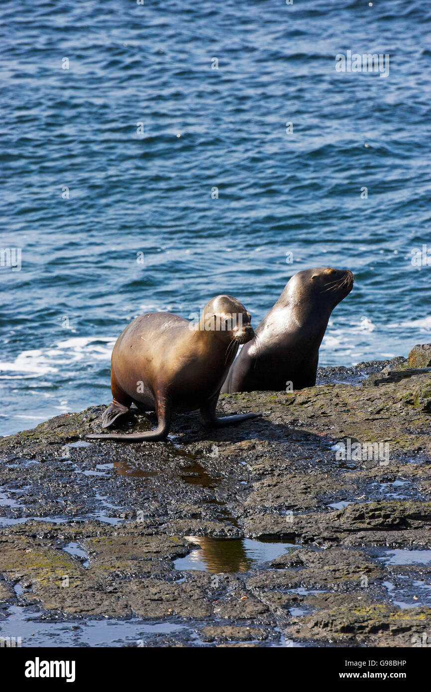 Southern Sea Lion Otaria flavescens femmine sulla costa rocciosa più deprimente Island Isole Falkland Foto Stock