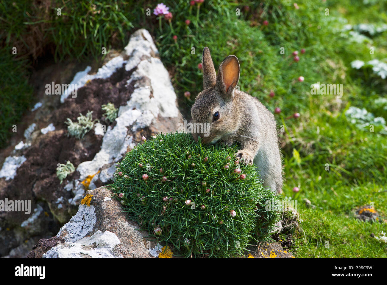 Coniglio oryctolagus cuniculus sniffing parsimonia Armeria maritima Lunga isola Treshnish Isles Scotland Regno Unito Foto Stock
