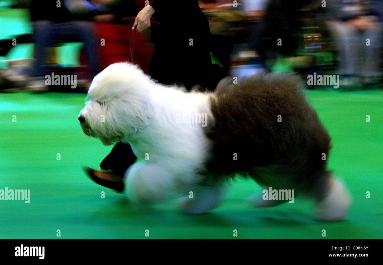 Un vecchio cane di pecora inglese, durante la valutazione al NEC a Birmingham, giovedì 9 marzo 2006 per la 103esima mostra Crufts. Più di 24,000 cani da 32 paesi si riuniscono oggi al National Exhibition Centre per l'inizio dell'annuale mostra Crufts. L'evento, che si terrà nel suo 115° anno, è atteso per attirare decine di migliaia di visitatori alla sede di Birmingham in quattro giorni di competizione culminata nel prestigioso concorso Best in Show. Vedi PA Story ANIMALS Crufts. PREMERE ASSOCIAZIONE foto. Il credito fotografico dovrebbe essere: Rui Vieira/PA. Foto Stock