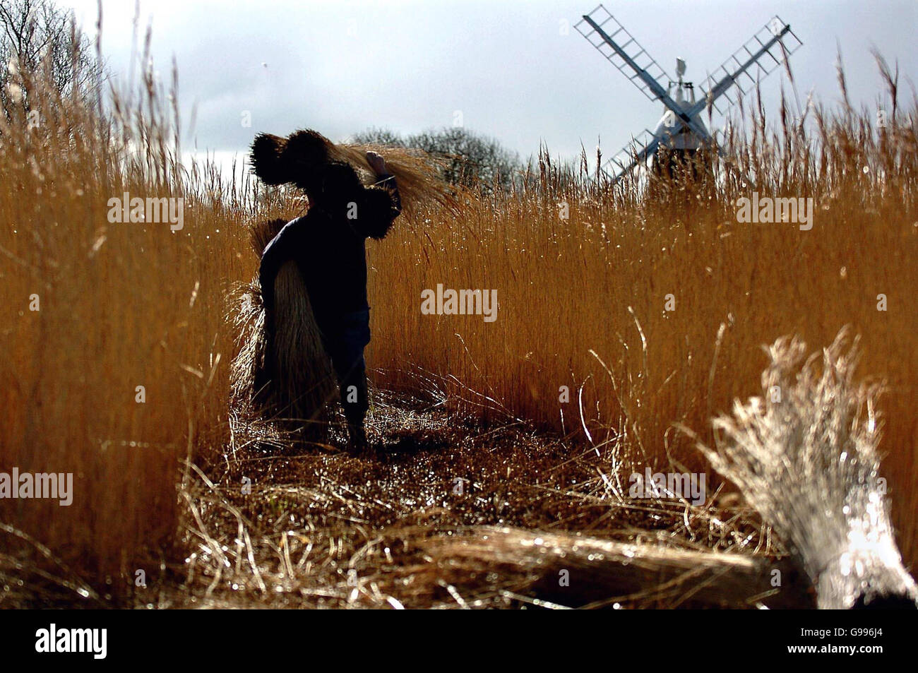 Eric Edwards, tagliatrice a canna per la Norfolk Broads Authority, raccoglie l'ultima delle canne invernali a Turf Fen, vicino a Wroxham, mercoledì 5 aprile 2006. La stagione delle canne inizia a metà dicembre e termina all'inizio di aprile. Il disgattonamento, con la sua domanda di canna di alta qualità è probabile che rimanga l'uso principale della canna angliana orientale. Un tetto con canna di alta qualità e un esperto thatcher durerà fino a 80 anni a est, e 50 anni nel più umido sud-ovest dell'Inghilterra. Foto. PREMERE ASSOCIAZIONE foto. Il credito fotografico dovrebbe essere: Chris Radburn/PA. Foto Stock