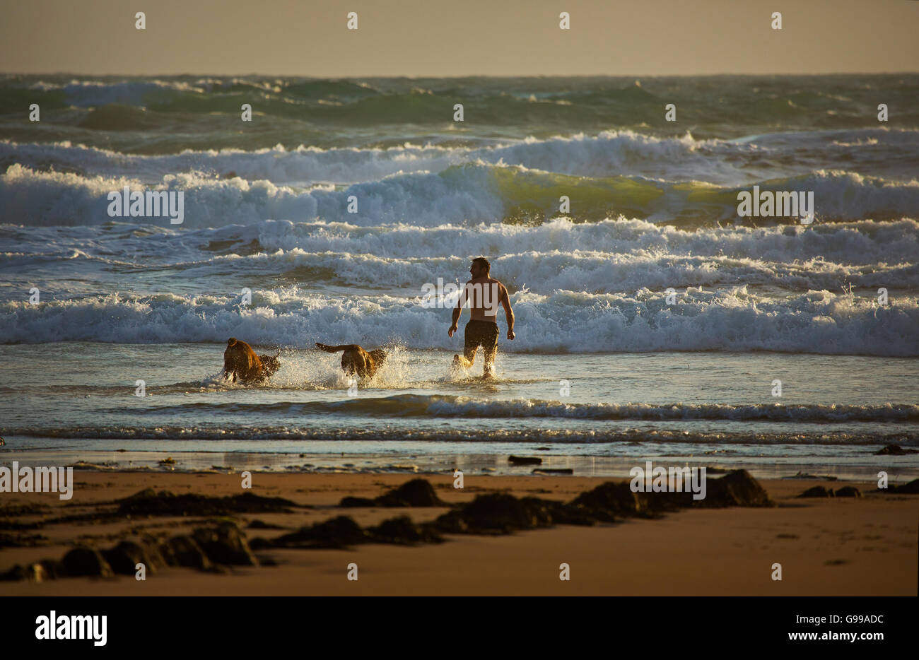 Un nuotatore che entra in mare con i suoi due cani,Northcott bocca,Cornwall Foto Stock