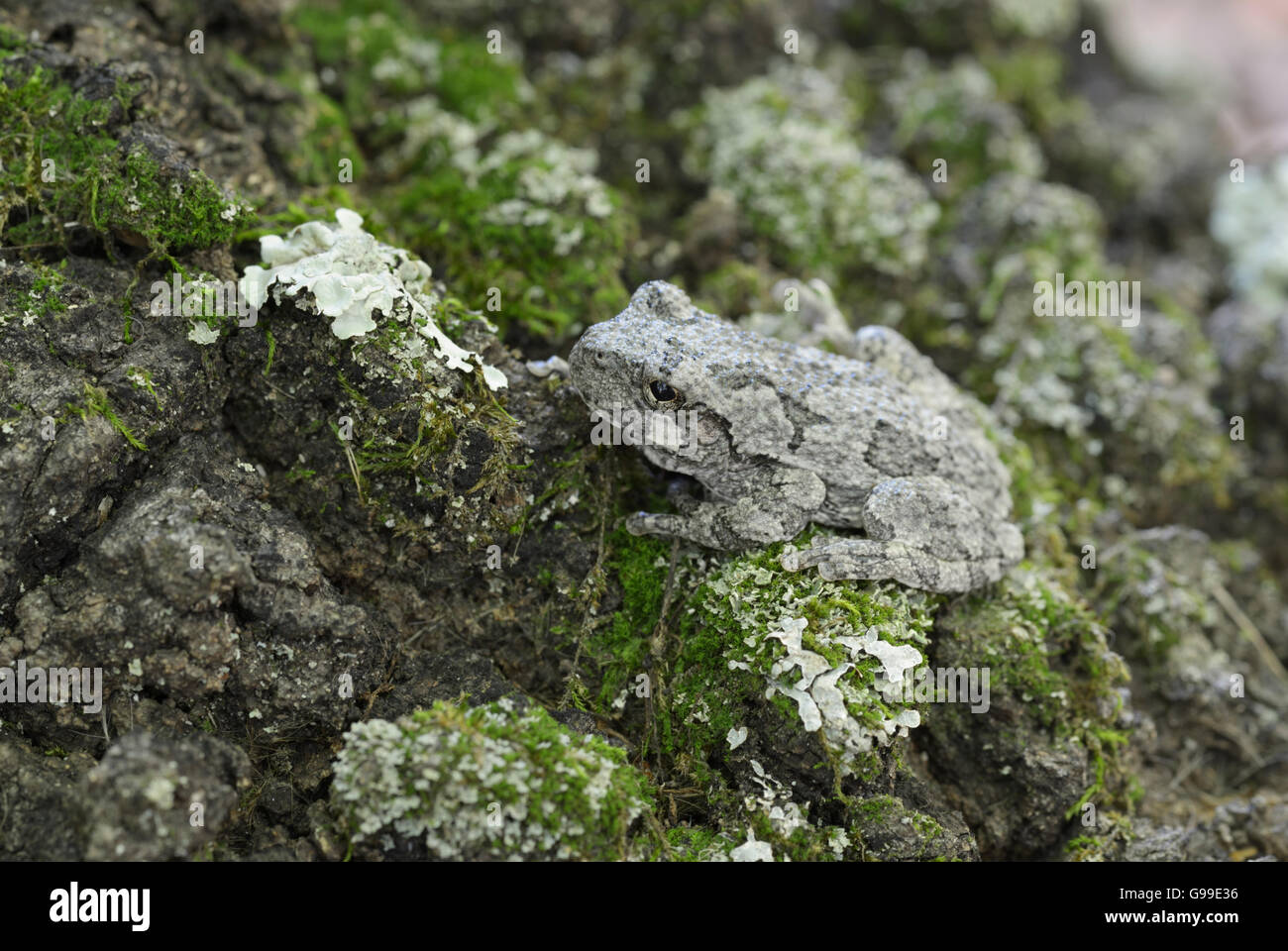 Northern Treefrog grigio, Hyla versicolor, nordest degli Stati Uniti Foto Stock