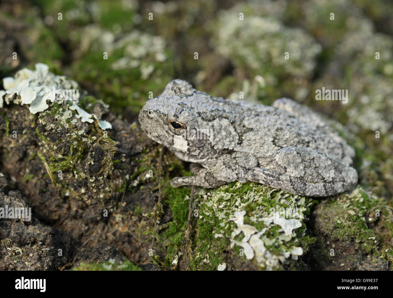 Northern Treefrog grigio, Hyla versicolor, nordest degli Stati Uniti Foto Stock