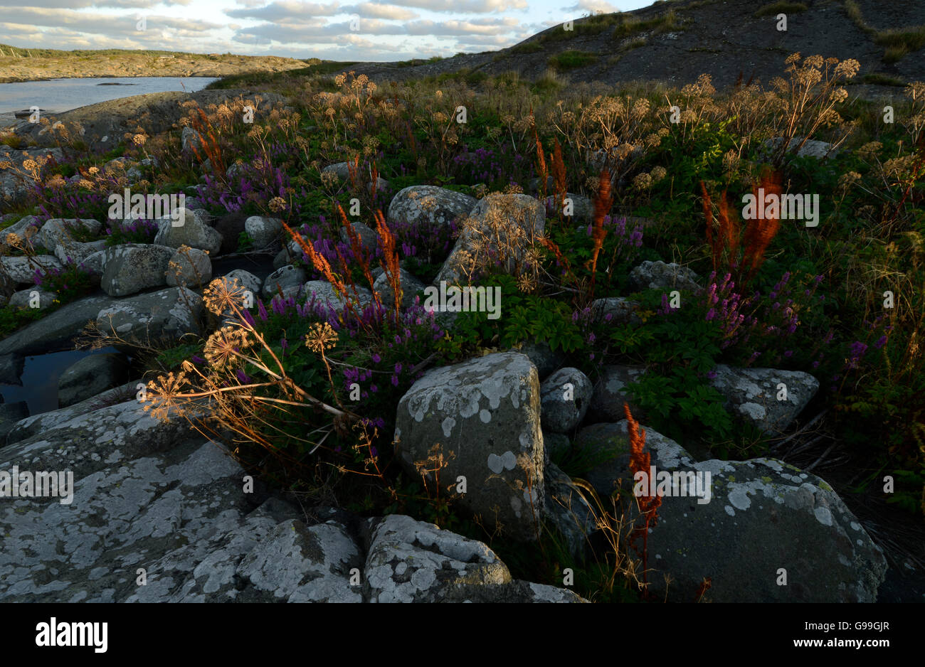 La natura in Svezia. Foto Stock