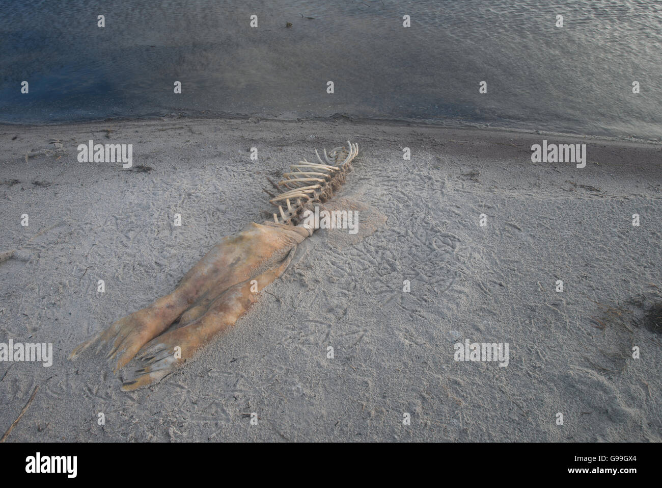 Foca grigia morto Foto Stock