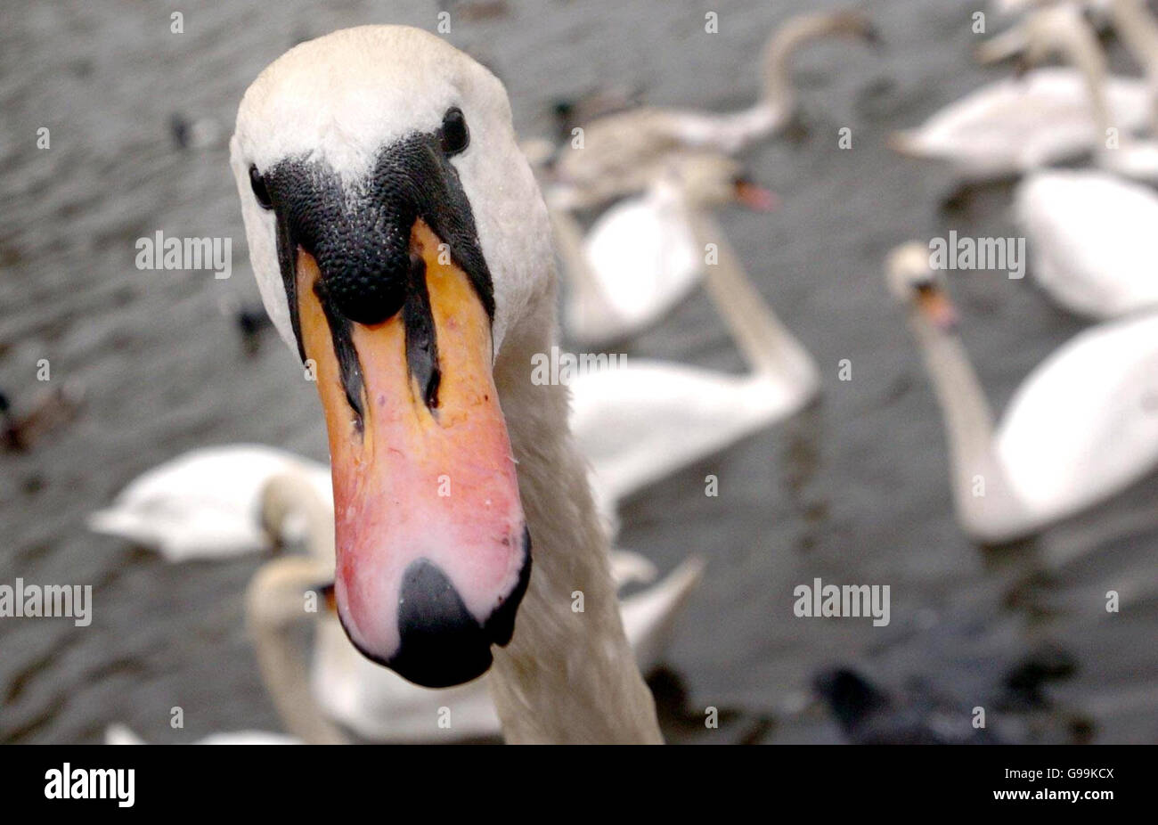 Swans in Holyrood Park, Edimburgo, sabato 8 aprile 2006. I funzionari oggi hanno detto che sono stati braced per un diluvio di chiamate dal pubblico che segnala gli uccelli morti dopo che un cigno ha provato positivo per il ceppo mortale di H5N1 dell'influenza aviaria in Scozia. L'esecutivo scozzese ha detto che i funzionari avevano raccolto uccelli morti da 22 siti nell'area circostante il caso iniziale, con altri otto rapporti che saranno controllati oggi. Vedere PA storia SALUTE BirdFlu. Foto Stock Swans in Holyrood Park, Edimburgo, sabato 8 aprile 2006. I funzionari oggi hanno detto che sono stati braced per un diluvio di chiamate dal pubblico che segnala gli uccelli morti dopo che un cigno ha provato positivo per il ceppo mortale di H5N1 dell'influenza aviaria in Scozia. L'esecutivo scozzese ha detto che i funzionari avevano raccolto uccelli morti da 22 siti nell'area circostante il caso iniziale, con altri otto rapporti che saranno controllati oggi. Vedere PA storia SALUTE BirdFlu. Foto Stock