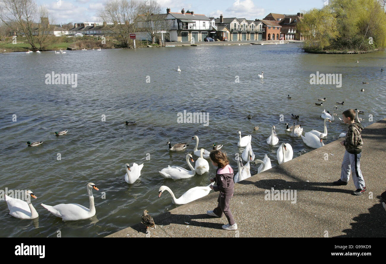I bambini nutrono i cigni sul Tamigi a Windsor, sabato 8 aprile 2006. I funzionari oggi hanno detto che sono stati braced per un diluvio di chiamate dal pubblico che segnala gli uccelli morti dopo che un cigno ha provato positivo per il ceppo mortale di H5N1 dell'influenza aviaria in Scozia. L'esecutivo scozzese ha detto che i funzionari avevano raccolto uccelli morti da 22 siti nell'area circostante il caso iniziale, con altri otto rapporti che saranno controllati oggi. Vedere PA storia SALUTE BirdFlu. Foto Stock