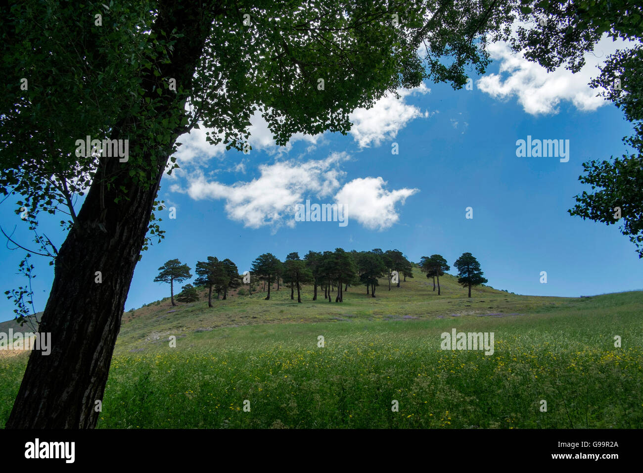 Belle pinete sullo sfondo azzurro del cielo. Foto Stock
