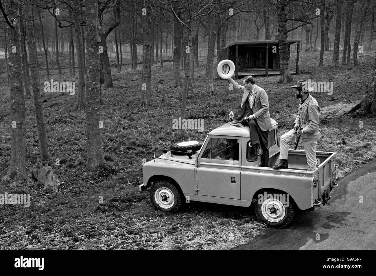 Il marchese di Bath, sostenuto da un guardiano armato, alza il cappello ad uno dei leoni che sarà un'attrazione di stella nella sua 'riserva di gioco' che si apre alla sua casa ancestrale Wiltshire, Longleat, il 5 aprile 1966. Il marchese ha tenuto una giornata di rassegna stampa presso la riserva di 100 acri in cui i Lions gireranno. Il parco dei leoni è delimitato da una recinzione di 14 piedi. Foto Stock