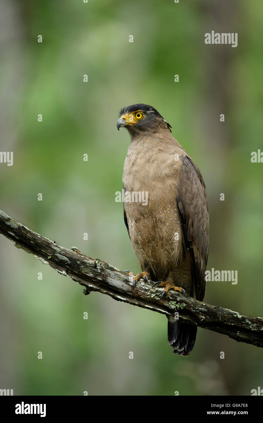 Crested Eagle serpente in Kabini, Nagarahole Parco Nazionale, India. Foto Stock