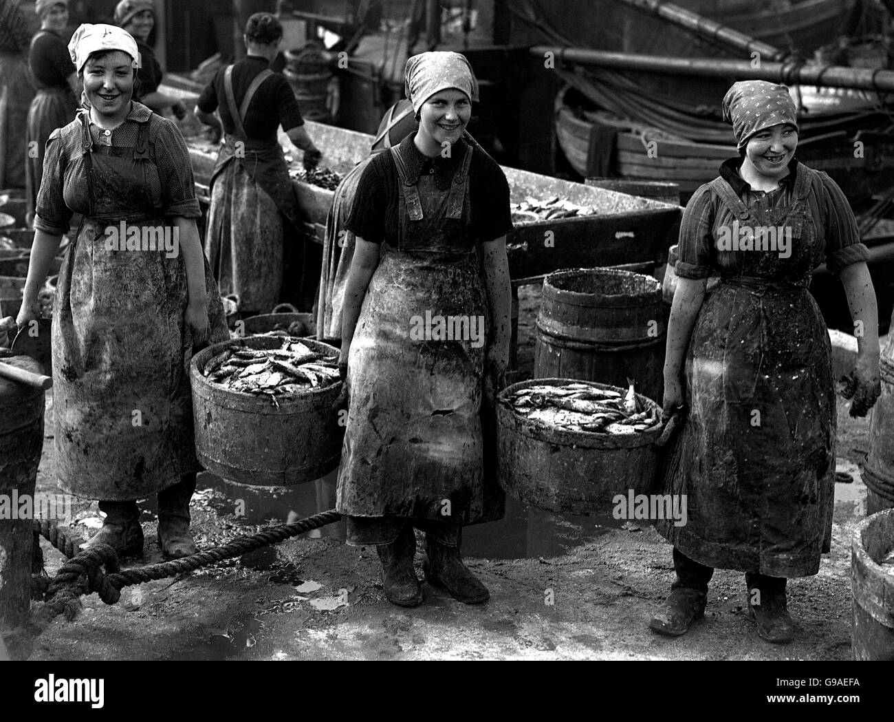 Una doppia manciata di Caller-aringa che sta per essere messo nella salamoia. Foto Stock