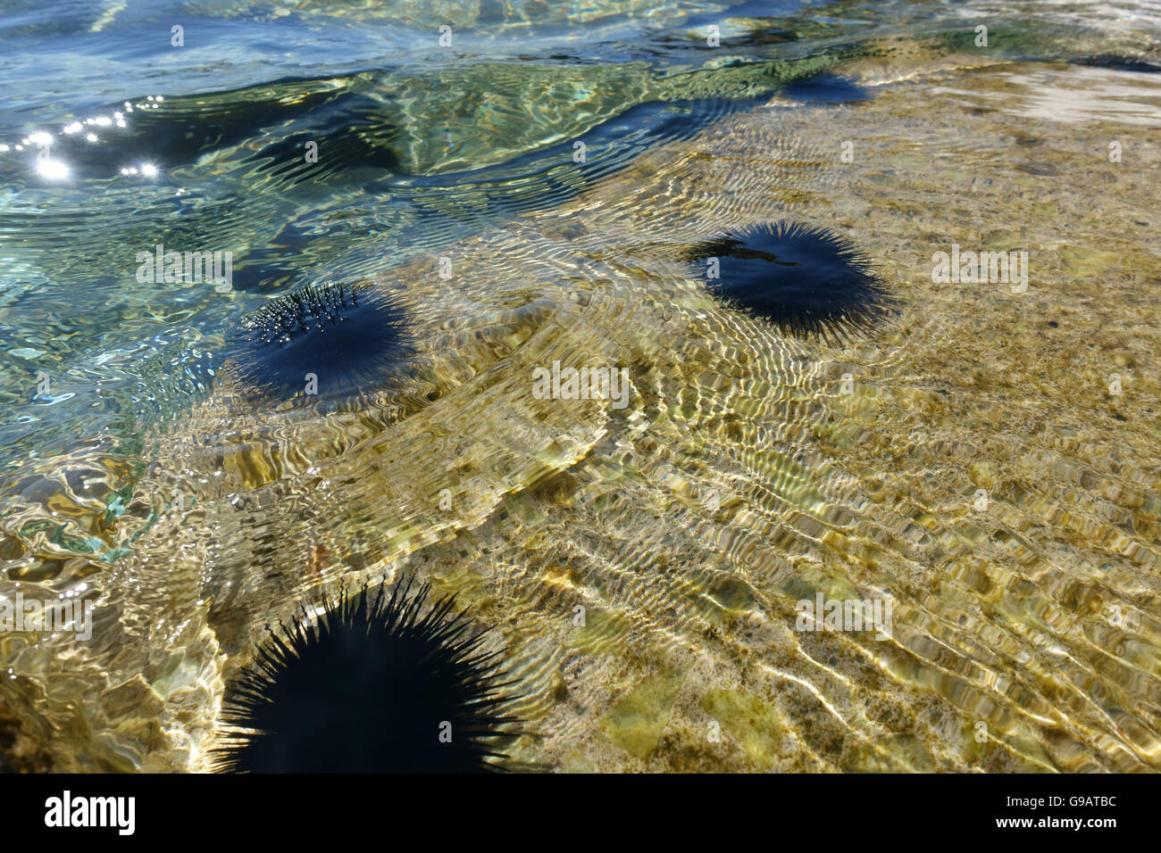 Un mare azzurro acqua e ricci di mare in Grecia Foto Stock