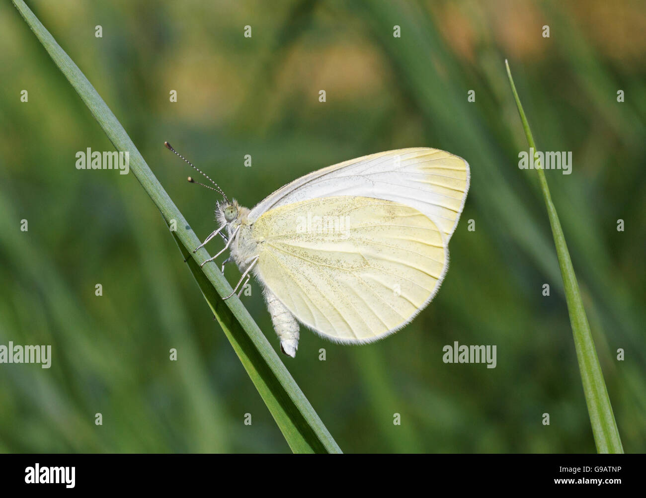 Ravvicinata di una farfalla bianca sulla pala Foto Stock