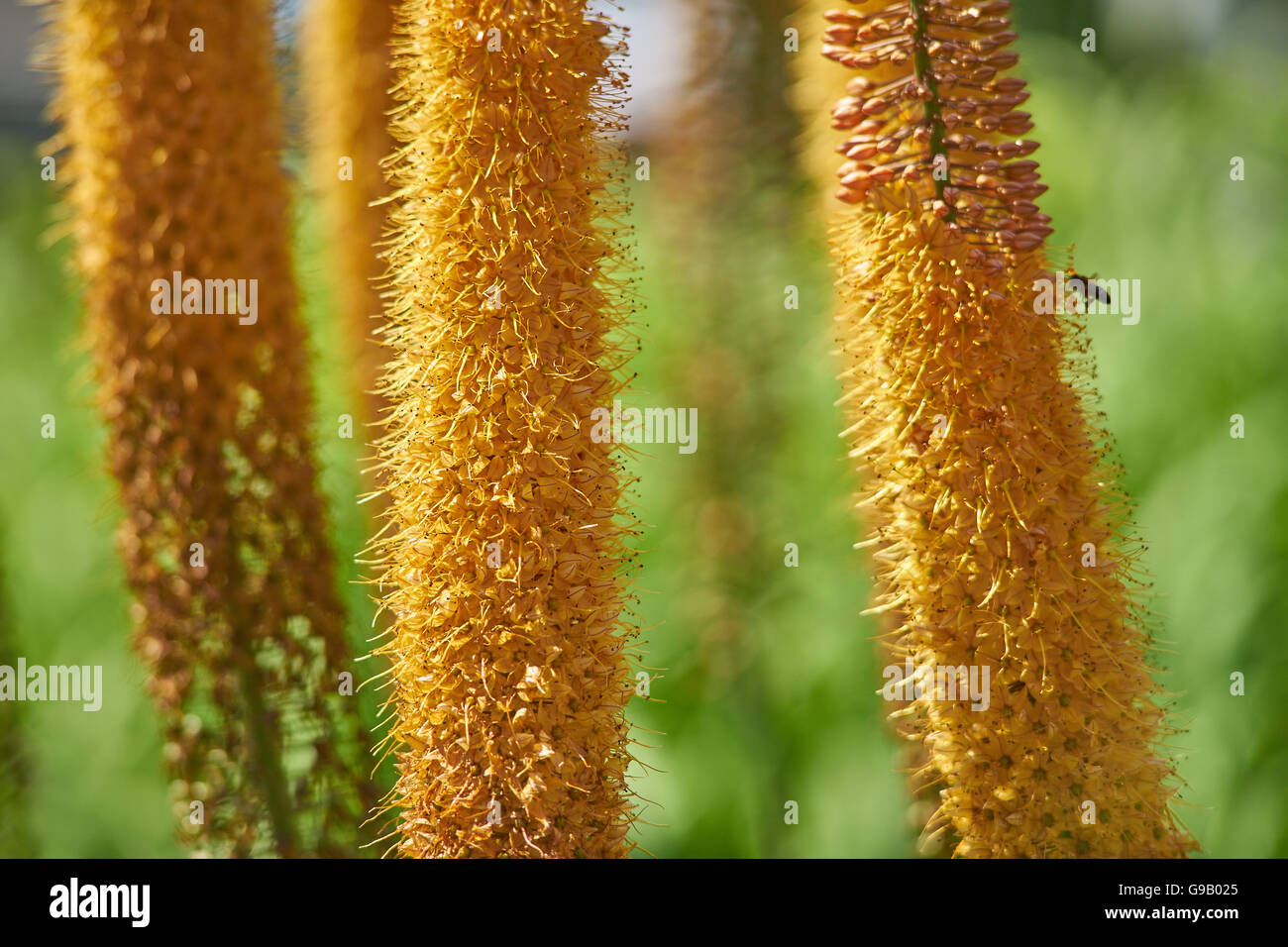 Coda di volpe del deserto gigli candele in piena fioritura Eremurus stenophyllus Foto Stock