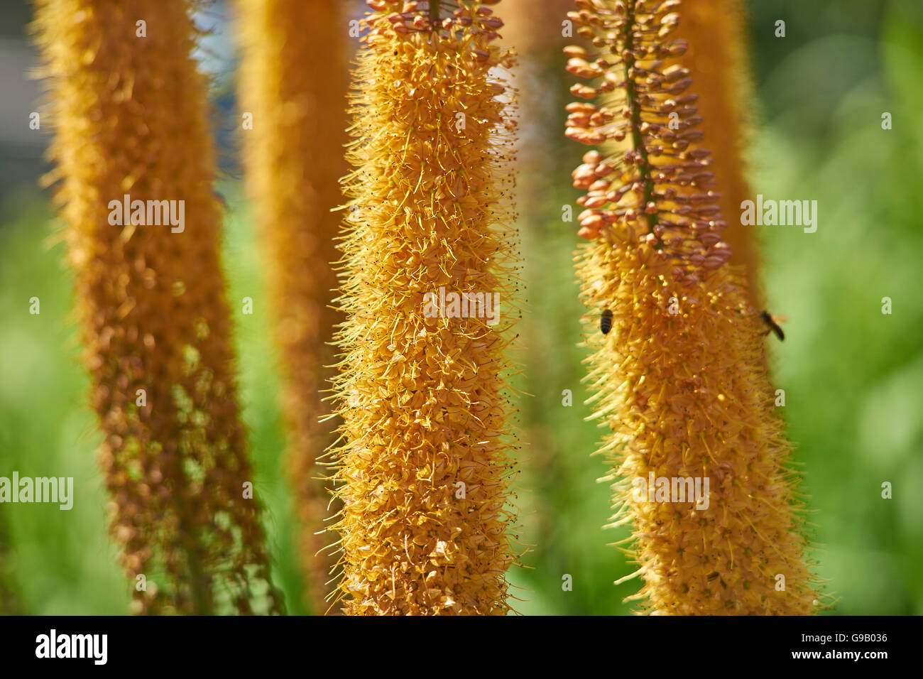 Coda di volpe del deserto gigli candele in piena fioritura Eremurus stenophyllus Foto Stock