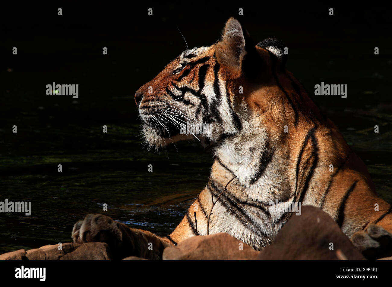 Profilo laterale di un Royal tigre del Bengala Foto Stock