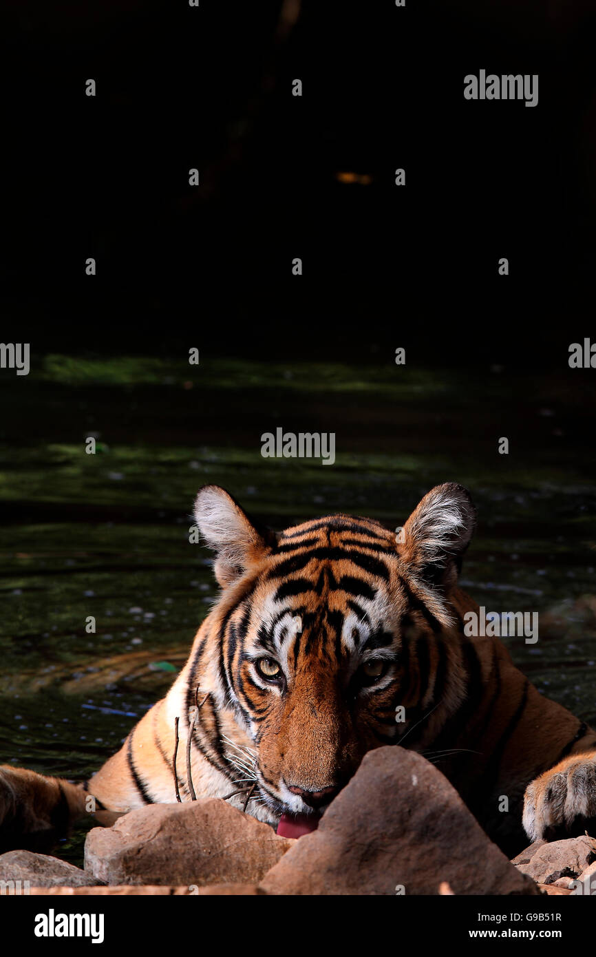 Profilo laterale di un Royal tigre del Bengala Foto Stock