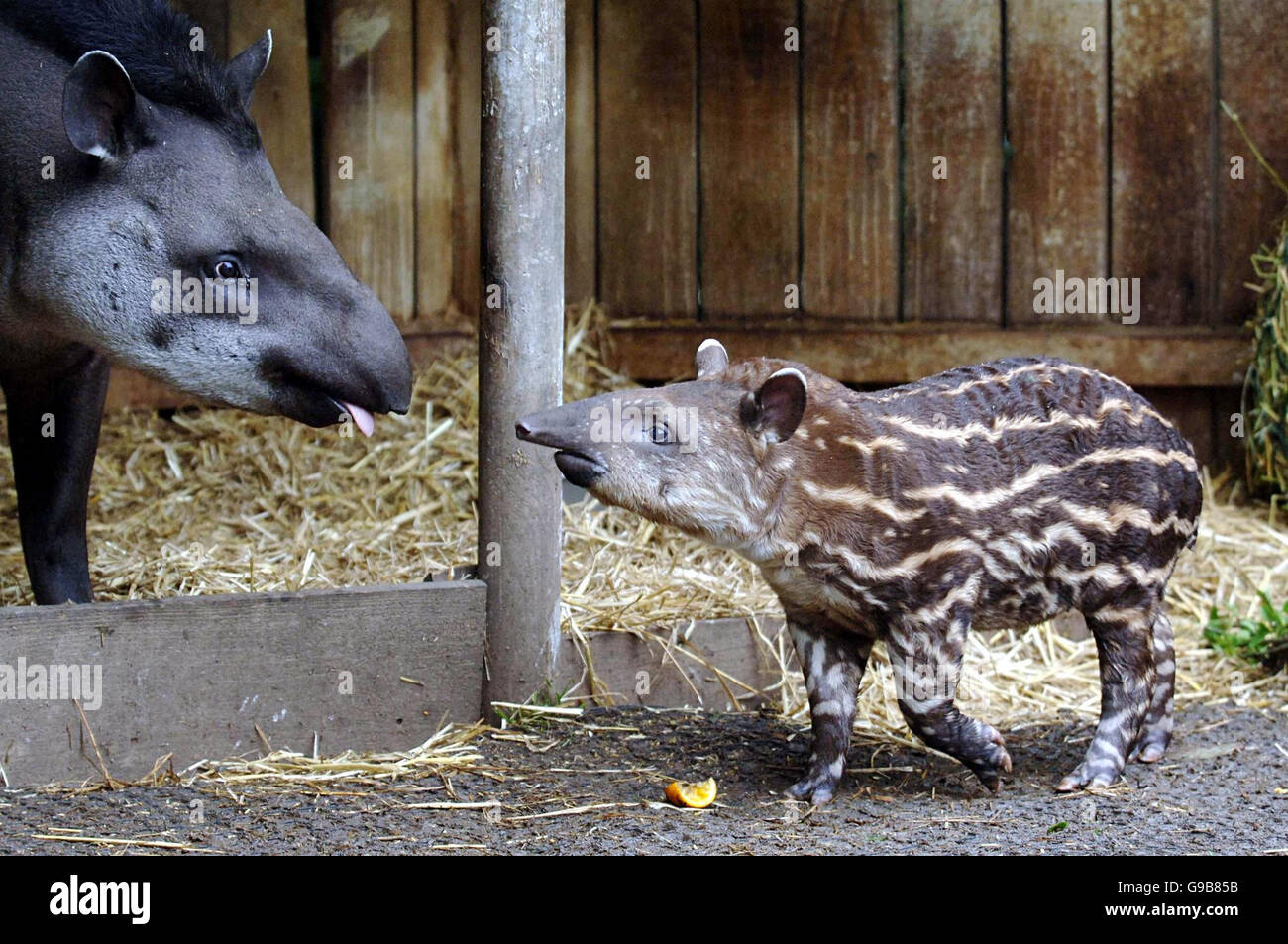 Tapiro di animali Foto Stock