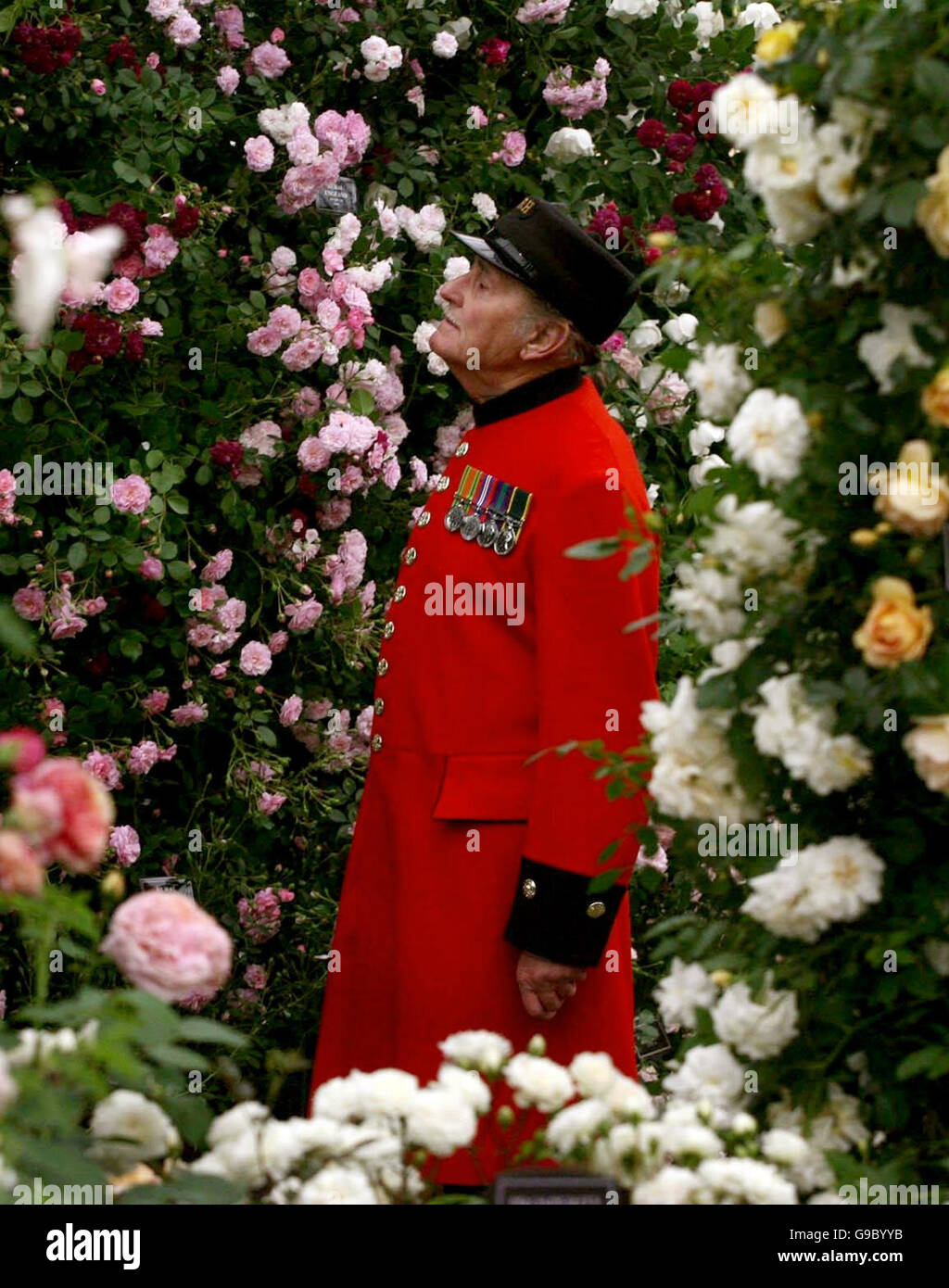 Il pensionato Chelsea Sergeant Stan Pepper da Luton, Bedfordshire, fa una passeggiata tra le rose al Chelsea Flower Show nella parte ovest di Londra. Foto Stock