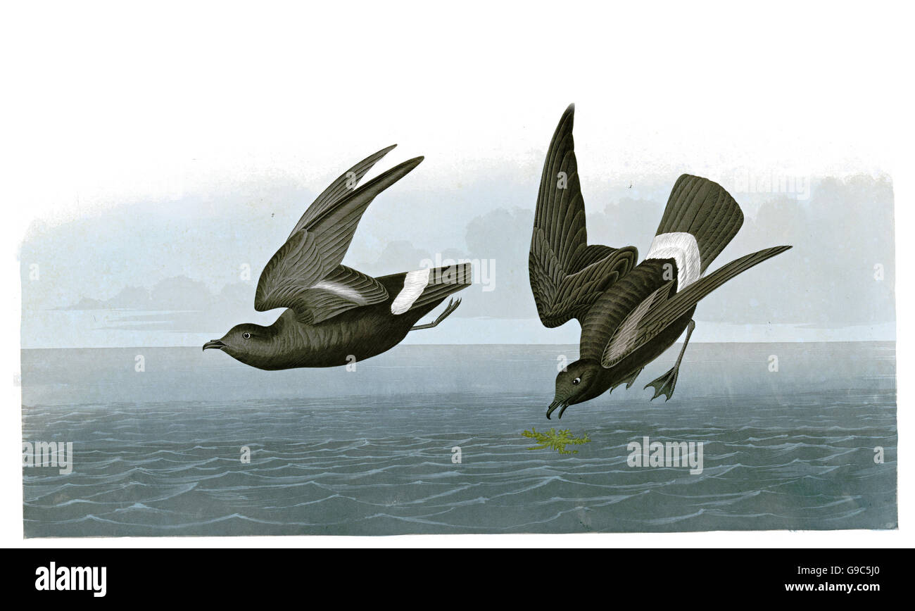 British Storm-Petrel, Hydrobates pelagicus, uccelli, 1827 - 1838 Foto Stock