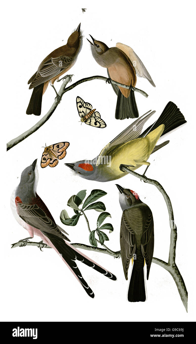 1 Western Kingbird, Tyrannus verticalis, 2 forbice-tailed Flycatcher, Tyrannus forficatus, 3 dire s Phoebe, Sayornis saya, Foto Stock