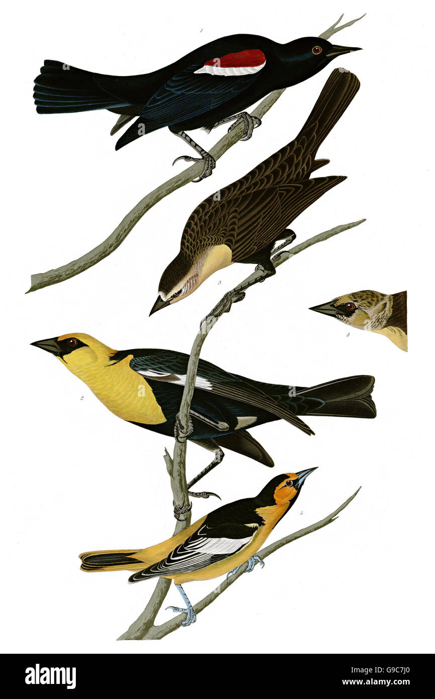 1 Rigogolo settentrionale, Icterus galbula, 2 giallo capo-Merlo, Xanthocephalus, 3 tricolore Merlo, Agelaius tricolore, Foto Stock