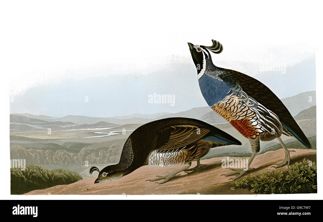 California Quaglia, Callipepla californica, uccelli, 1827 - 1838 Foto Stock