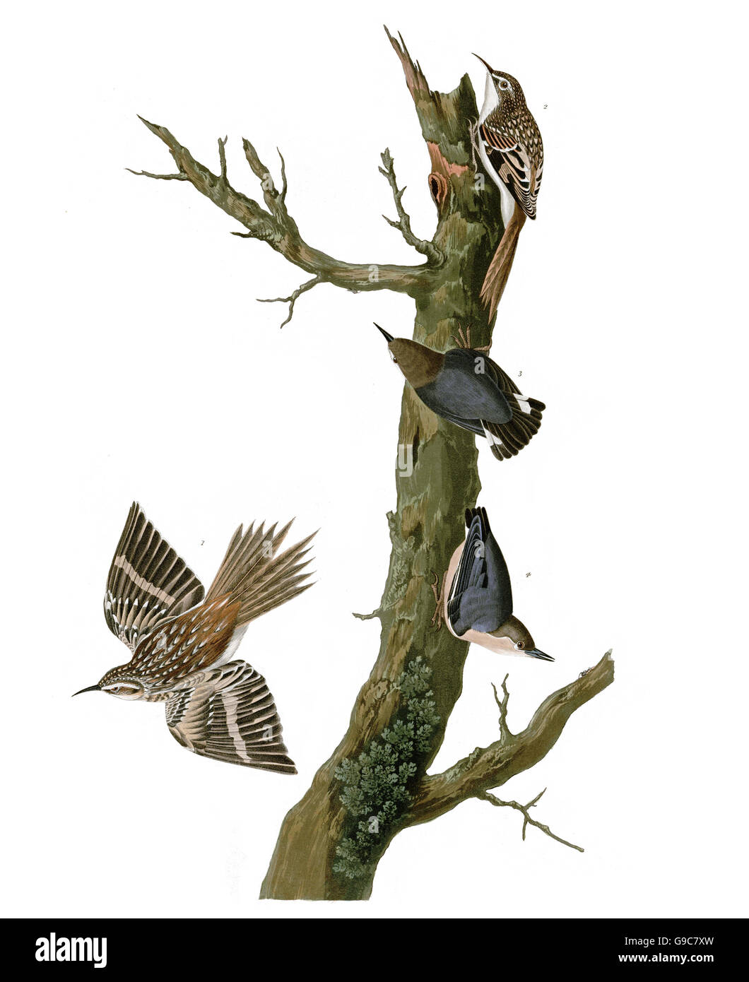 1 Brown superriduttore, Certhia americana, 2 pigmeo di picchio muratore, Sitta pygmaea, uccelli, 1827 - 1838 Foto Stock