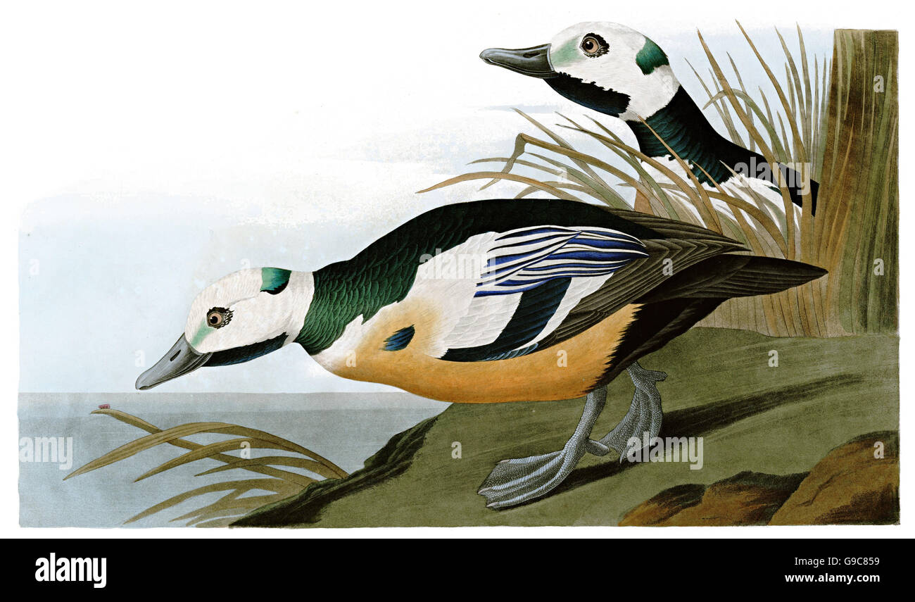 Steller s Eider, Polysticta stelleri, uccelli, 1827 - 1838 Foto Stock