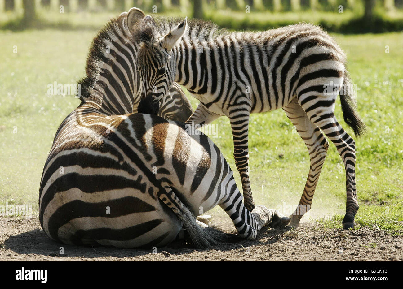 Zebra Tanu (che significa cinque in Swahili) di una settimana fa e sua madre Dolly godono del sole dopo essere stato rilasciato nel suo recinto per la prima volta al Blair Drummond Safari Park vicino Stirling. Foto Stock