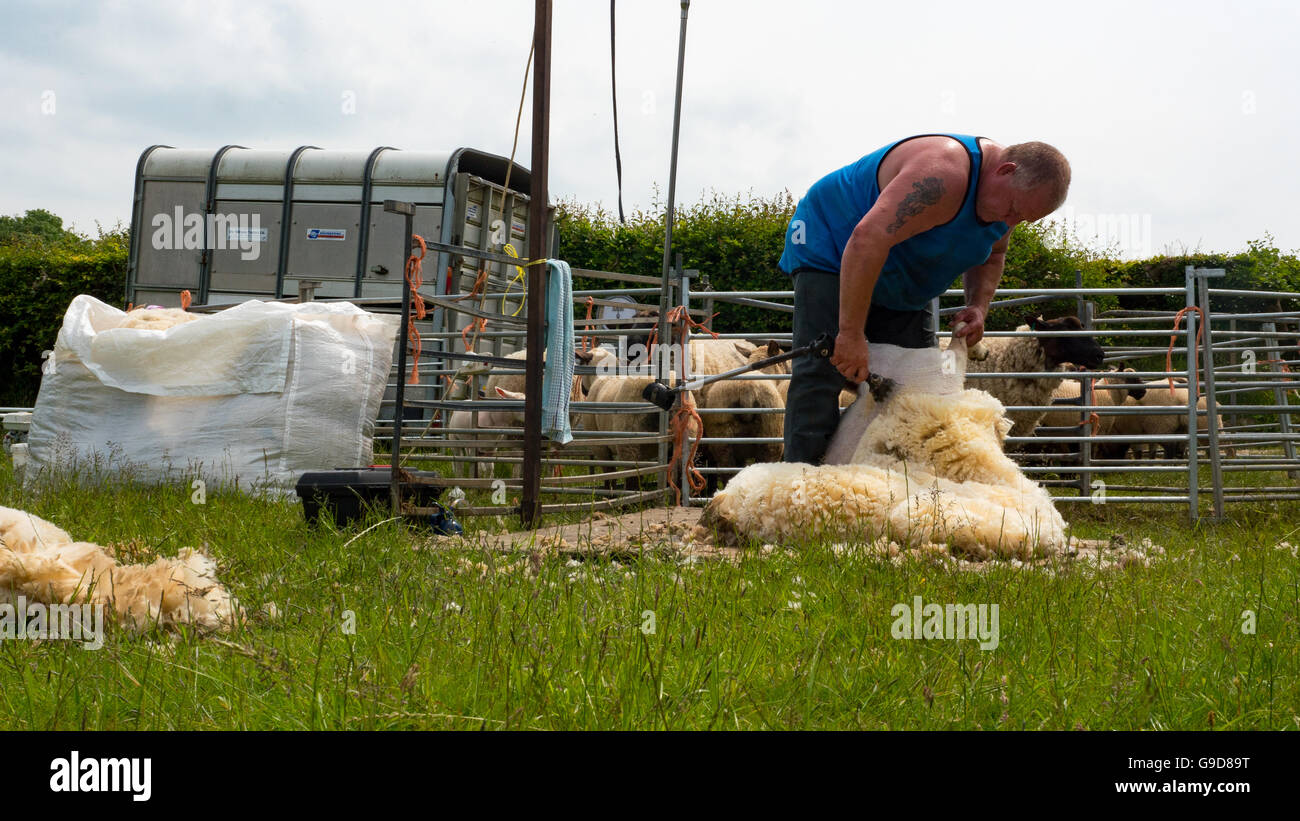 La tosatura delle pecore dal contadino locale Foto Stock