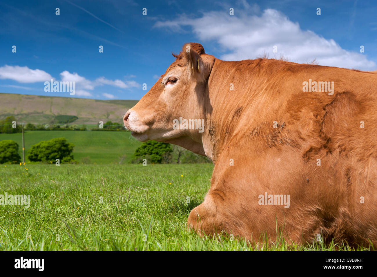 Limousin mucca sat in pascolo, inizio estate, Lancashire, Regno Unito. Foto Stock
