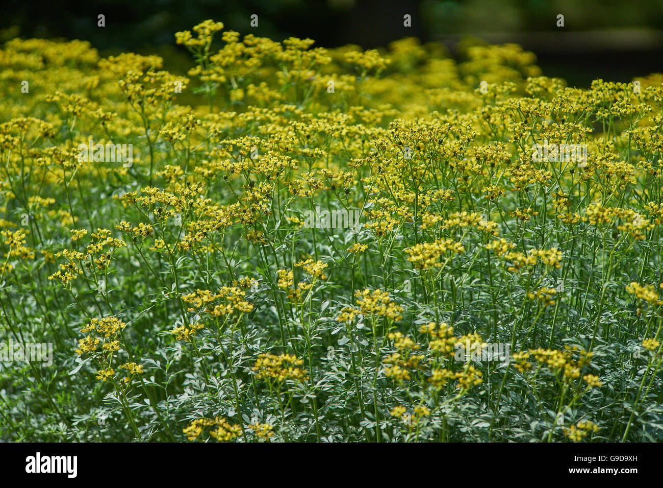 Ruta graveolens rue comune erba-di-grazia blooming Foto Stock