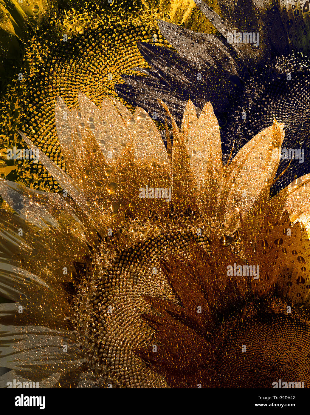 Arte digitale: Floral Gold Foto Stock