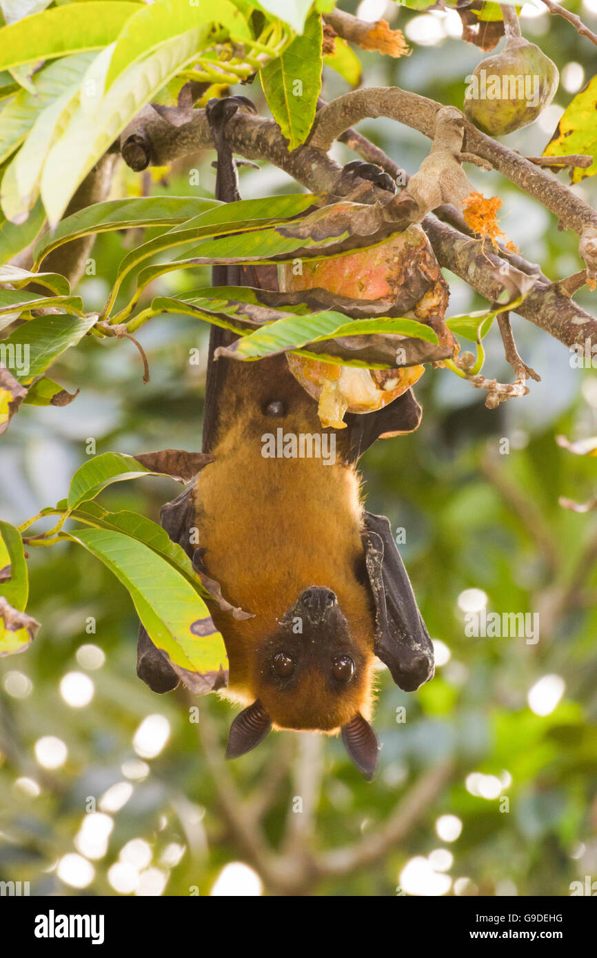 Frutta indiano bat Foto Stock