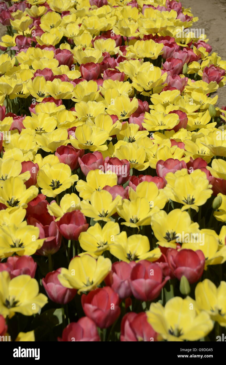 Tulip Time Festival in Olanda, Michigan Foto Stock