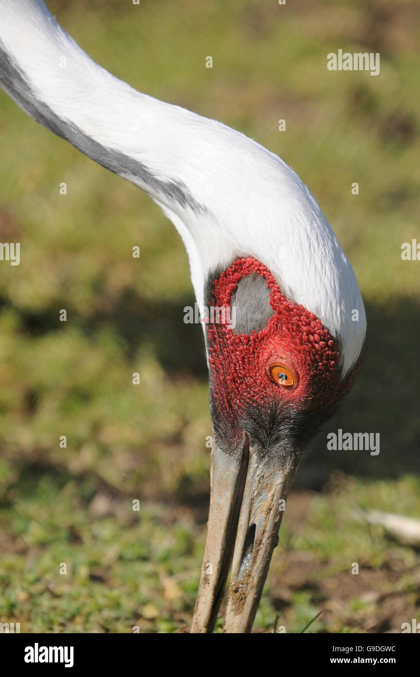 Ritratto verticale di adulto di bianco-naped crane, Antigone vipio, alimentando sul terreno. Foto Stock