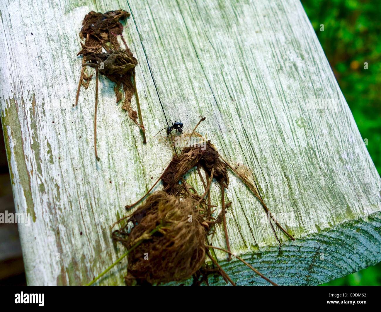 Plant fiber immagini e fotografie stock ad alta risoluzione - Alamy