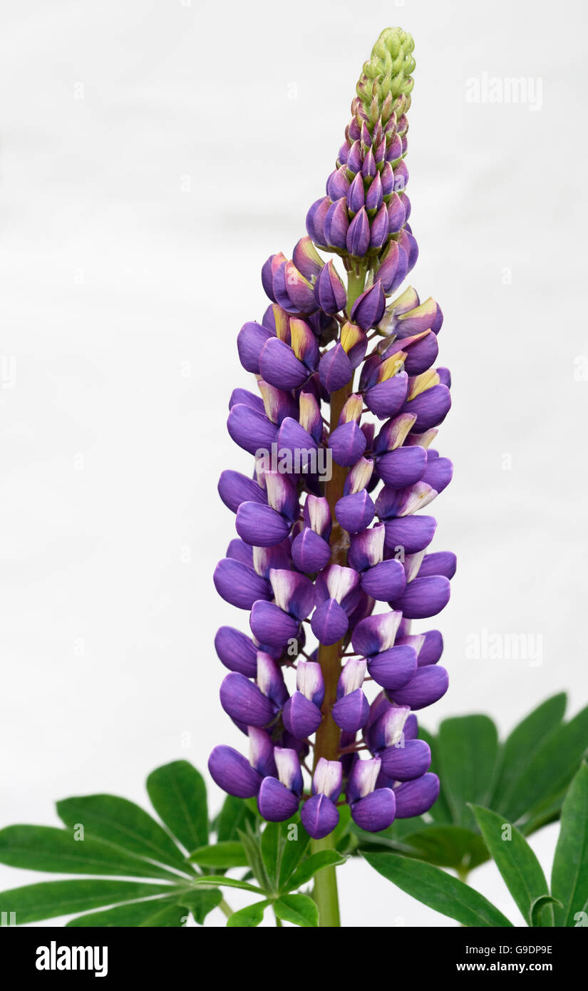 Viola fiori di Lupin Foto Stock
