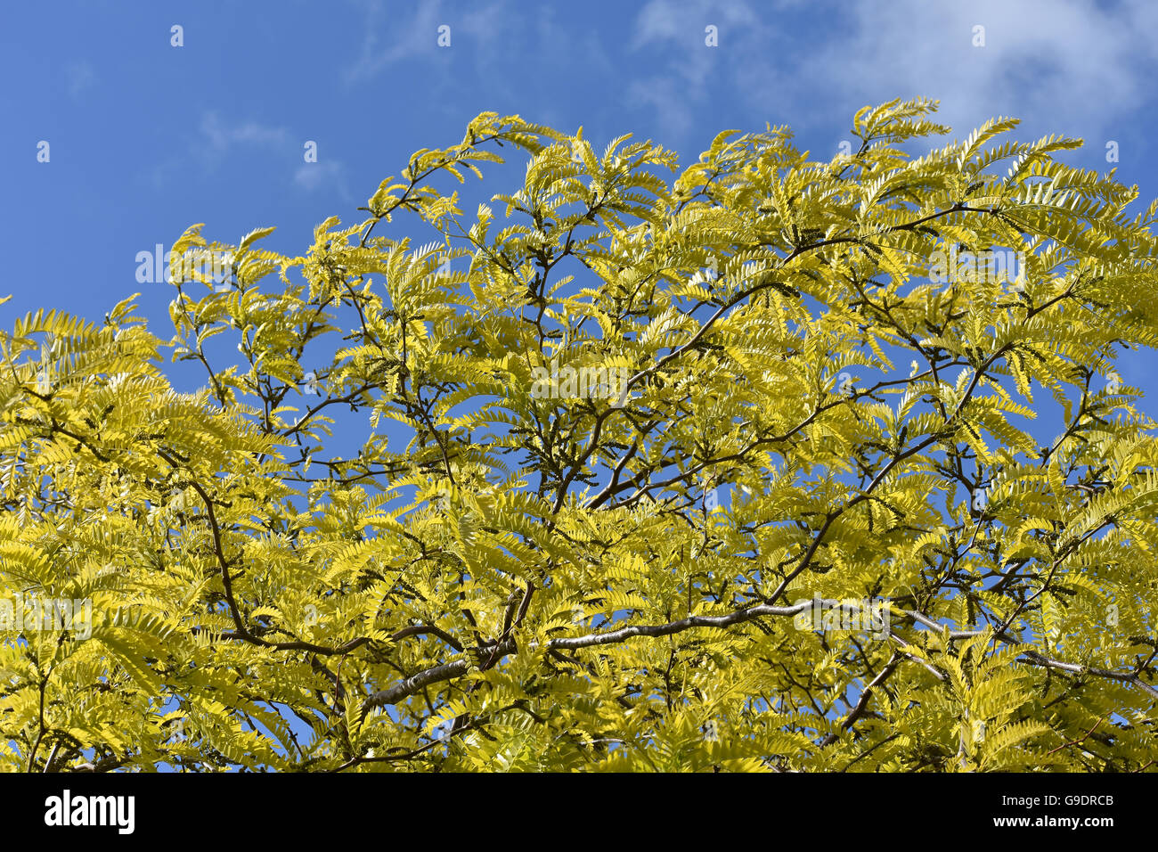 Treetop di foglie di colore verde chiaro Foto Stock